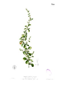 Aerva lanata Blanco2.354