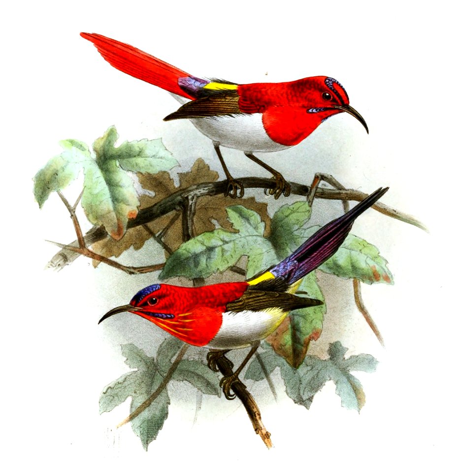 Aethopyga mystacalis & Aethopyga temminckii, Keulemans