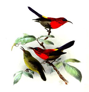 Aethopyga siparaja Keulemans