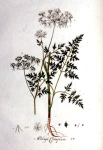 Aethusa cynapium — Flora Batava — Volume v1