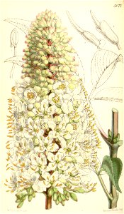 Aesculus californicus Bot. Mag. 84. 5077. 1858