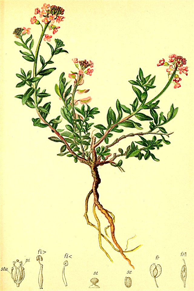 Aethionema saxatile Atlas Alpenflora