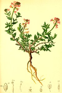 Aethionema saxatile Atlas Alpenflora