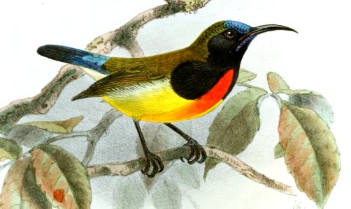 Aethopyga flagrans Keulemans (cropped)
