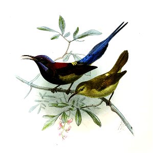 Aethopyga saturata Keulemans