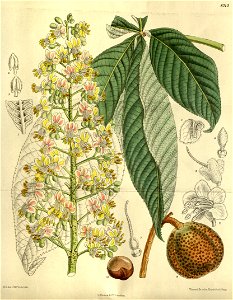 Aesculus turbinata 143-8713. Free illustration for personal and commercial use.