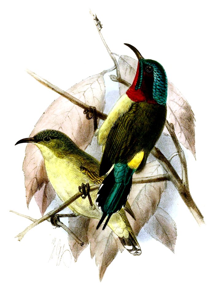 AethopygaLatouchiiKeulemans