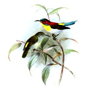 Aethopyga bella Keulemans