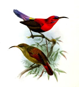 Aethopyga magnifica Keulemans