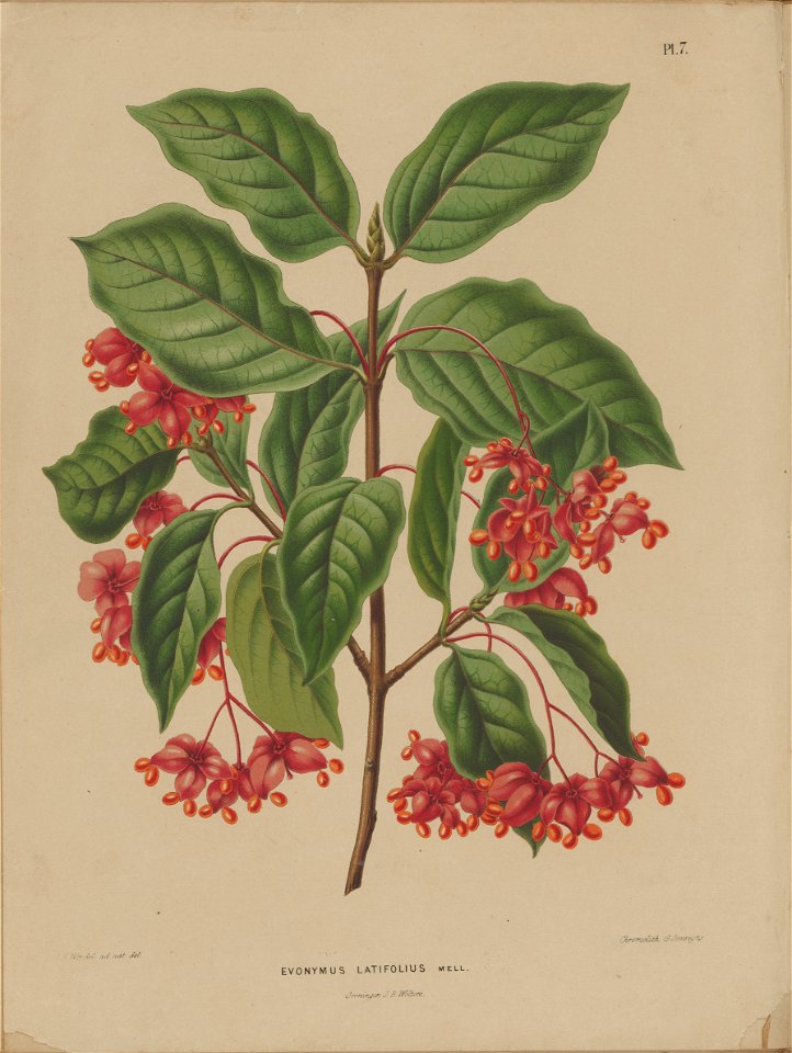 Afbeelding-006-Euonymus latifolius