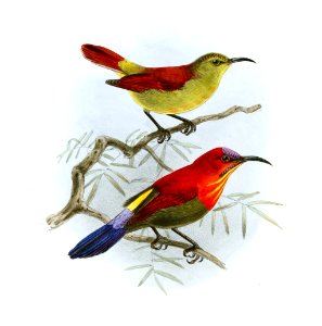 Aethopyga siparaja flavostriata Keulemans