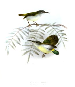 Aethopyga shelleyi- Eudrepanis dubia Keulemans
