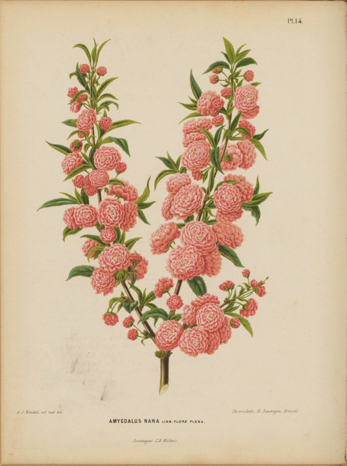 Afbeelding-014-Prunus japonica
