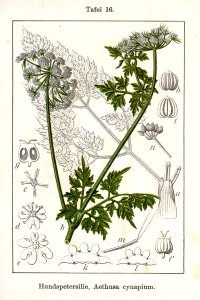 Aethusa cynapium Sturm12016