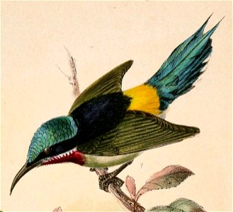 Aethopyga christinae 1870