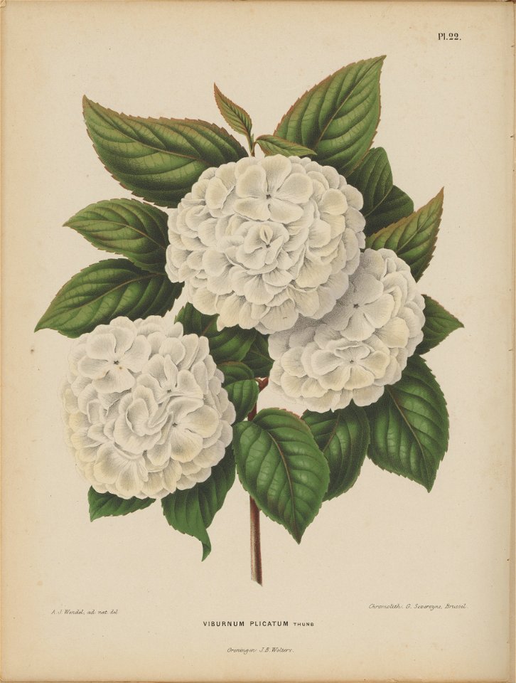 Afbeelding-023-Viburnum plicatum