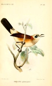 AethocichlaGymnogenisSmit