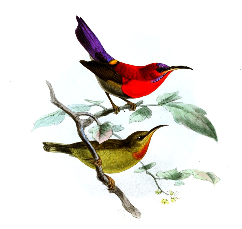 Aethopyga nicobarica Keulemans