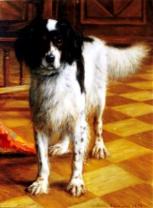 Af Forselles-Schybergson, Koira