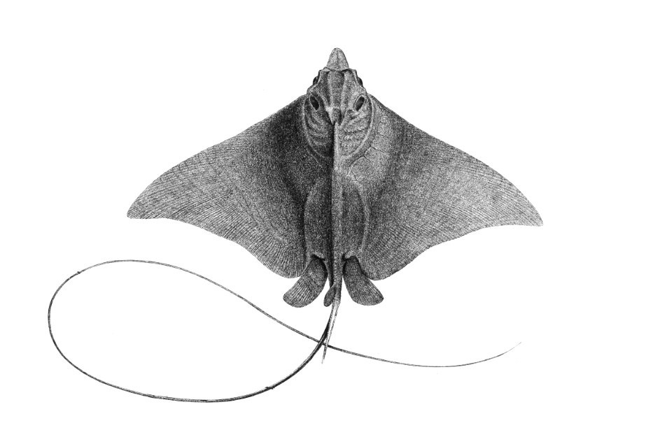 Aetobatis narinari Achilles 194