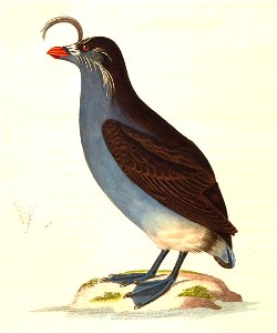 Aethia cristatella 1838