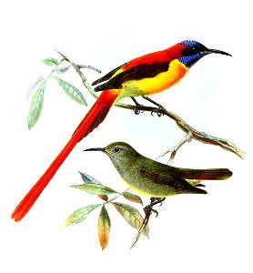 Aethopyga ignicauda Keulemans