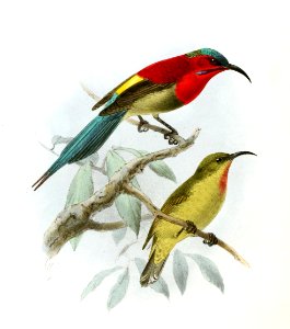 Aethopyga siparaja seheriae Keulemans