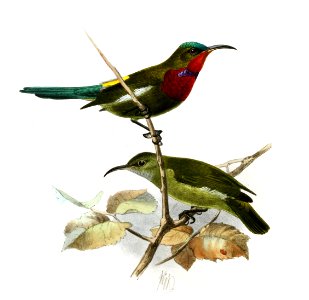 Aethopyga eximia Keulemans