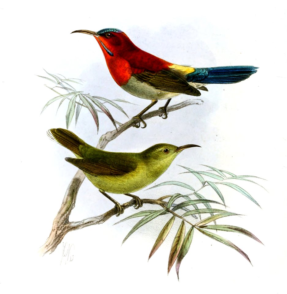 Aethopyga siparaja cara Keulemans