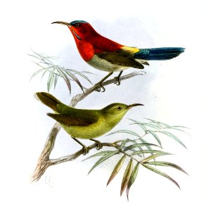 Aethopyga siparaja cara Keulemans