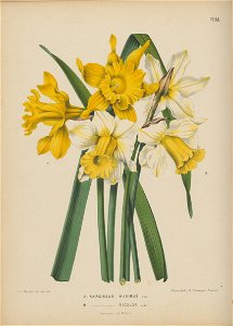 Afbeelding-039-Narcissus hispanicus