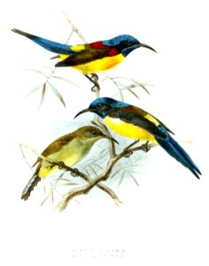 Aethopyga nipalensis Keulemans