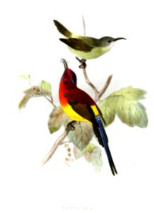 Aethopyga gouldiae dabryi Keulemans