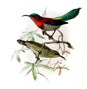 Aethopyga vigorsi Keulemans