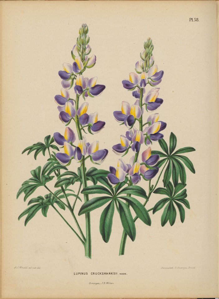 Afbeelding-055-Lupinus cruckshanksii