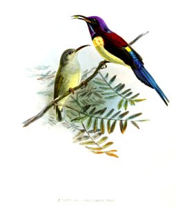 Aethopyga saturata sanguinipectus Keulemans