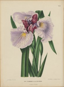 Afbeelding-009-Iris ensata