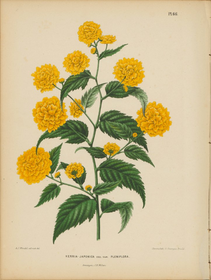 Afbeelding-063-Kerria japonica