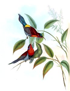 AethopygaVigorsiiGould