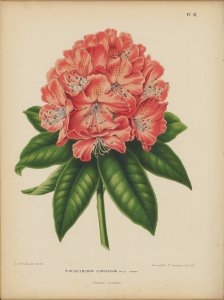 Afbeelding-018-Rhododendron 'Concessum'