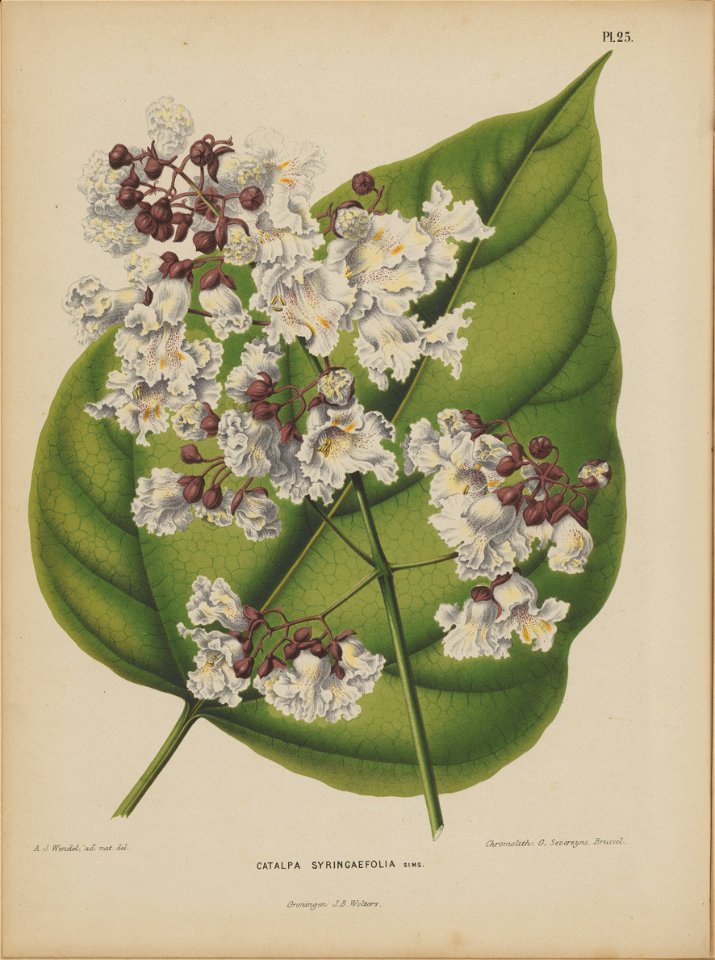 Afbeelding-026-Catalpa ovata