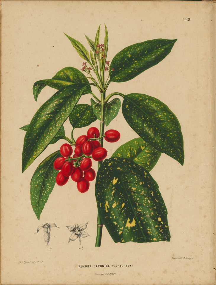 Afbeelding-003-Aucuba japonica
