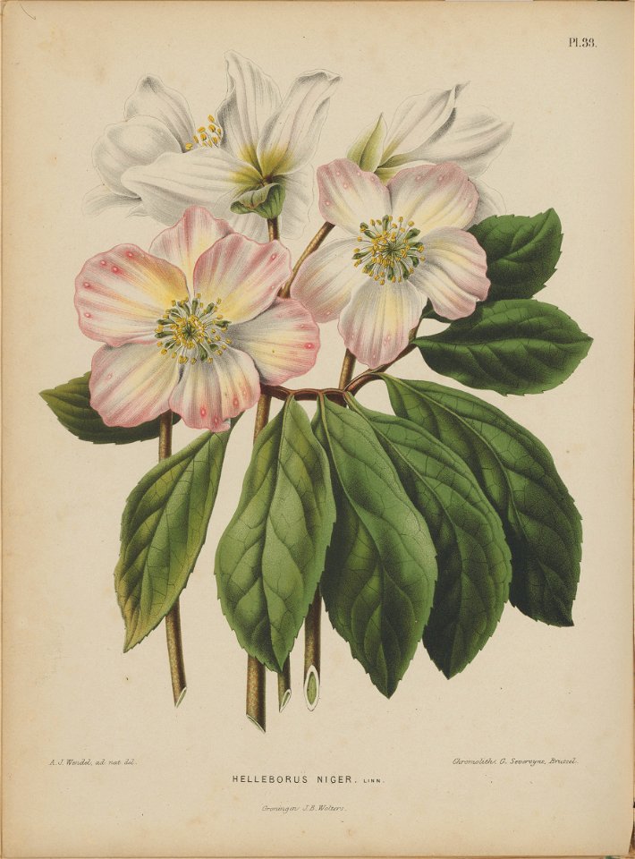 Afbeelding-034-Helleborus niger