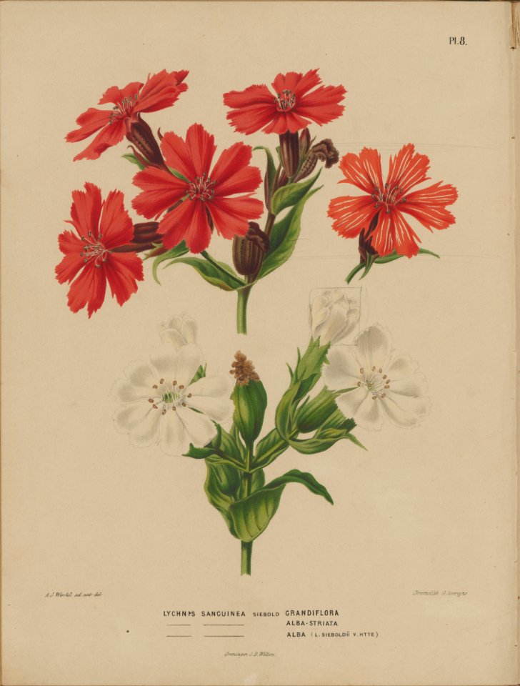 Afbeelding-005-Lychnis grandiflora - Free Stock Illustrations | Creazilla