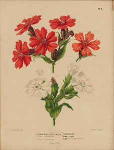 Afbeelding-005-Lychnis grandiflora