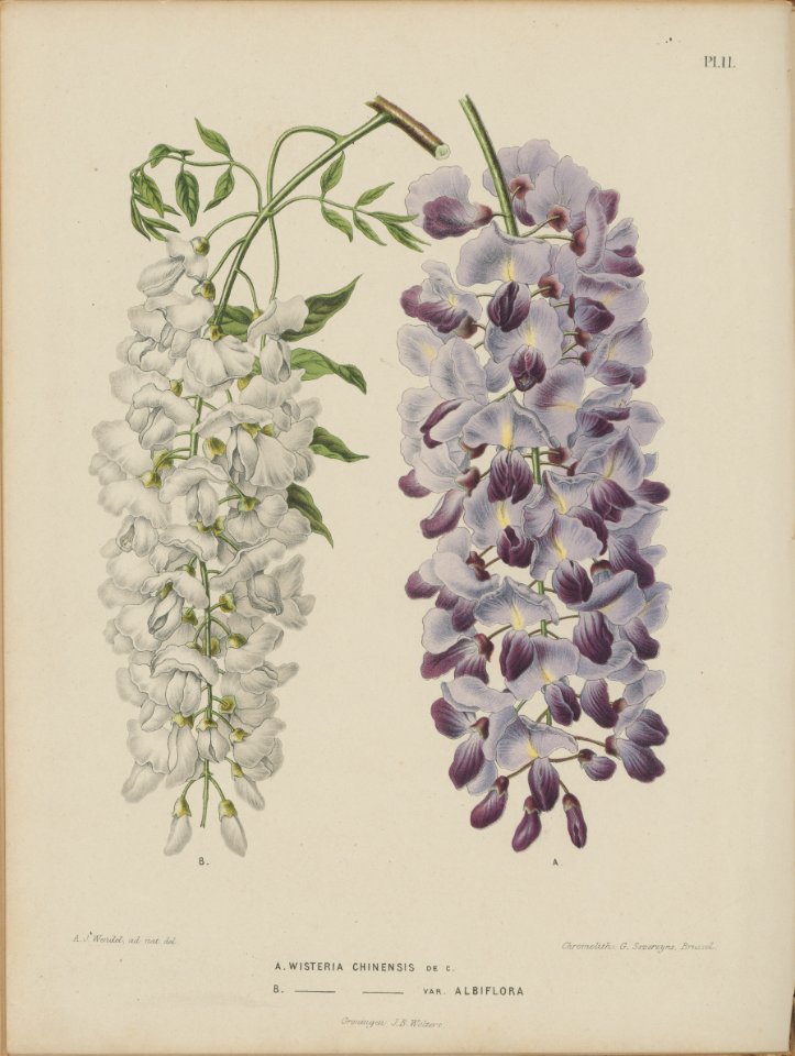 Afbeelding-011-Wisteria sinensis