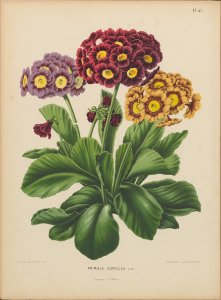 Afbeelding-042-Primula auricula