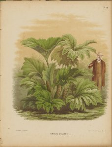 Afbeelding-020-Gunnera chilensis