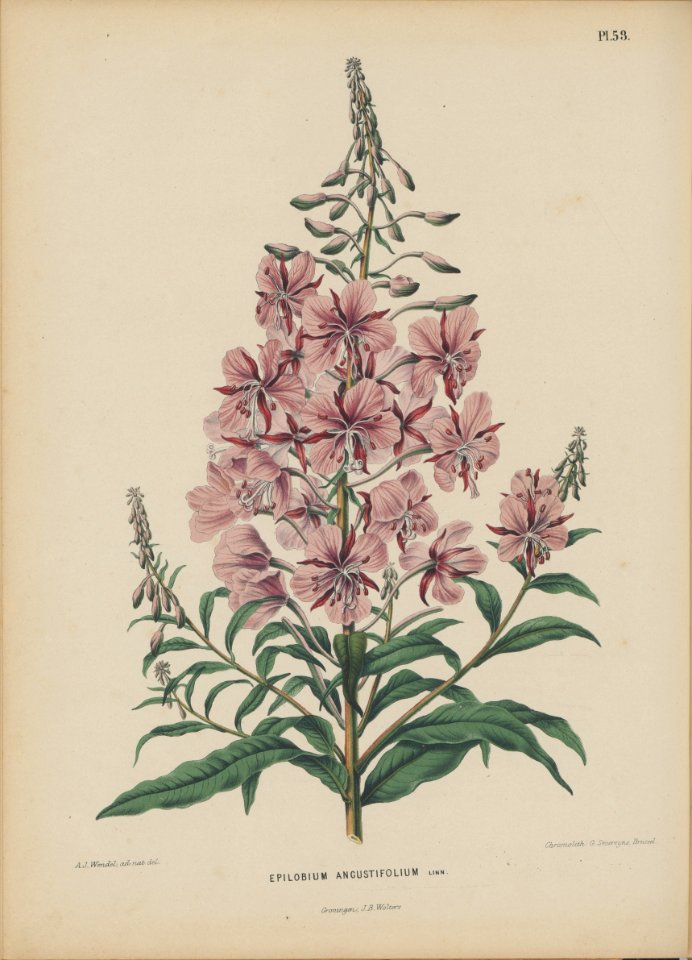 Afbeelding-050-Epilobium angustifolium