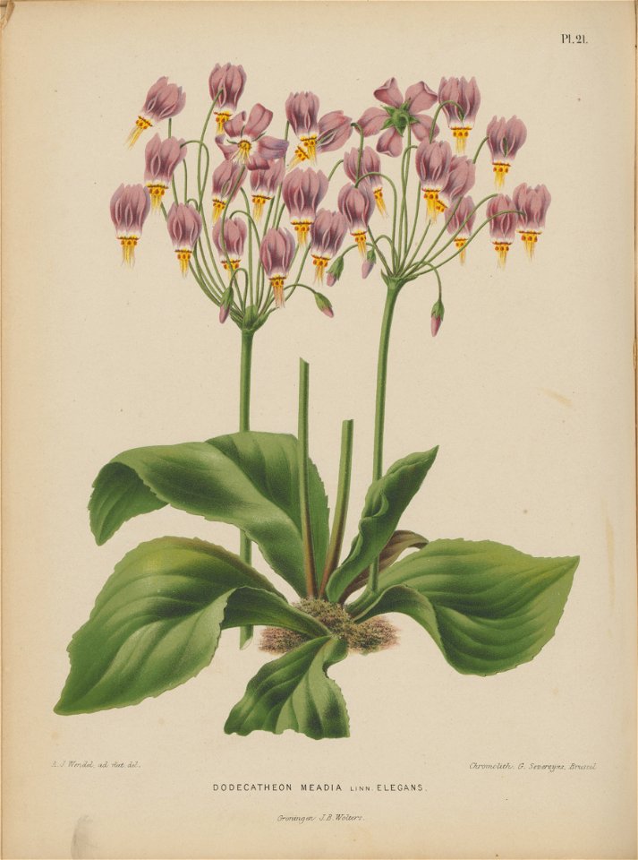 Afbeelding-022-Dodecatheon meadia